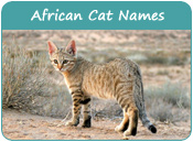 African Cat Names