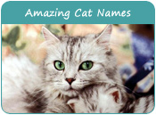 Amazing Cat Names