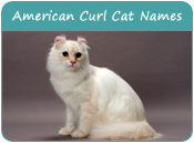 American Curl Cat Names
