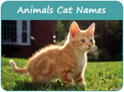 Animals Cat Names