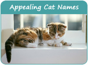 Appealing Cat Names