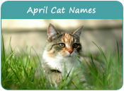 April Cat Names