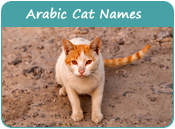 Arabic Cat Names