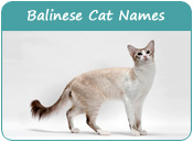 Balinese Cat Names