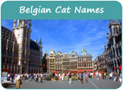 Belgian Cat Names