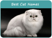 Best Cat Names