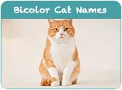 Bicolor Cat Names