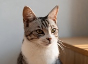 Wide-eared cat turning toward a familiar call