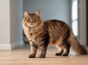 Big-Paw Cat Names