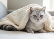 Blanket-Burrower Cat Names