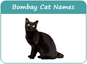 Bombay Cat Names