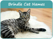 Brindle Cat Names