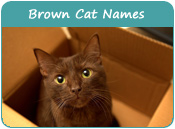 Brown Cat Names