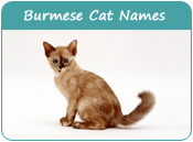 Burmese Cat Names
