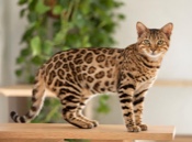 Cheetoh Cat Names