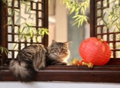 Chinese cat names thumbnail