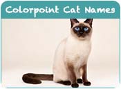 Colorpoint Cat Names