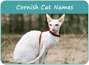 Cornish Cat Names