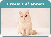 Cream Cat Names