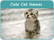 Cute Cat Names