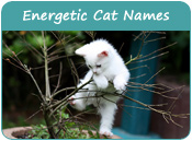 Energetic Cat Names