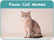 Fawn Cat Names