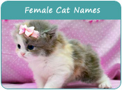 Female Cat Names