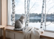 Finnish cat names thumbnail