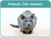 French Cat Names