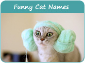 Funny Cat Names