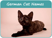 German Cat Names