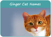 Ginger Cat Names