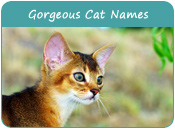 Gorgeous Cat Names