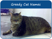 Greedy Cat Names