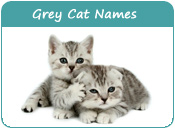 Grey Cat Names