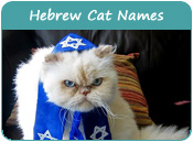 Hebrew Cat Names