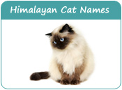 Himalayan Cat Names