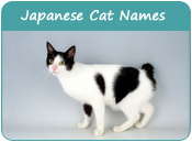 Japanese Cat Names