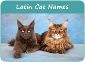 Latin Cat Names