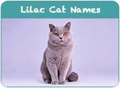 Lilac Cat Names
