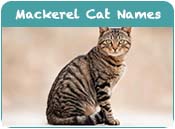 Mackerel Tabby Cat Names