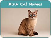 Mink Cat Names