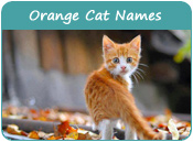 Orange Cat Names
