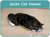 Quiet Cat Names