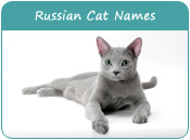 Russian Cat Names