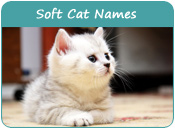 Soft Cat Names