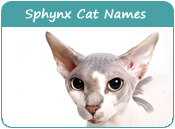 Sphynx Cat Names