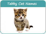 Tabby Cat Names