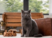 Train and Railway Cat Names