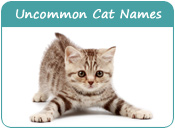 Uncommon Cat Names
